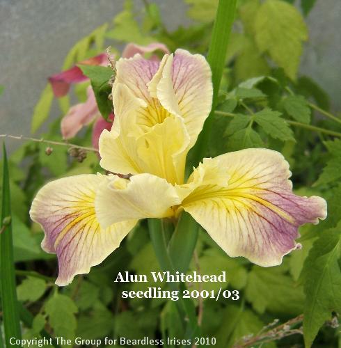 Alun Whitehead - seedling 2001_03